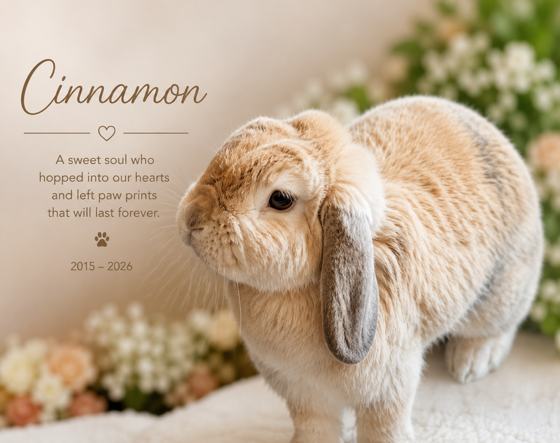 In loving memory of Cinnamon, 2015 to 2026. A sweet soul who hopped into our hearts and left paw prints that will last forever.