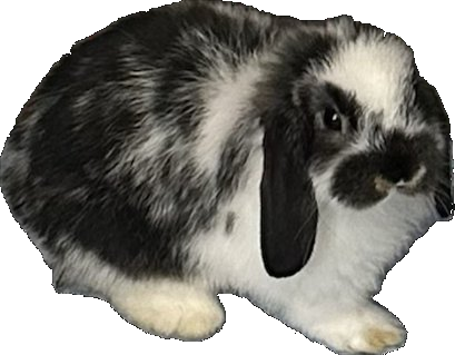 Daisy the Holland Lop