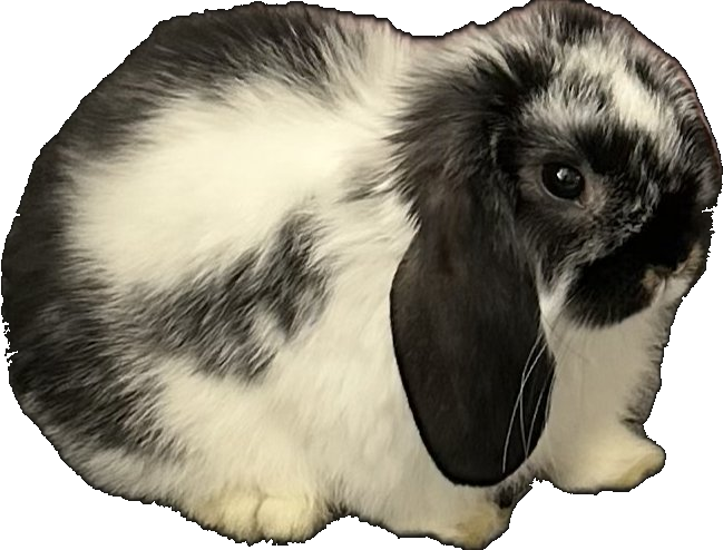 Meadow the Holland Lop
