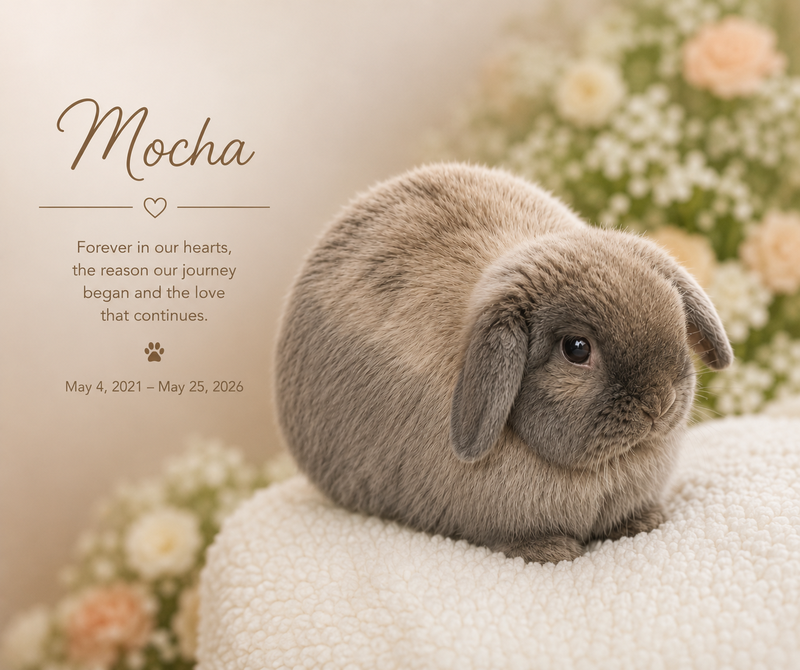 In loving memory of Mocha, May 4 2021 to May 25 2026. Forever in our hearts, the reason our journey began and the love that&nbsp;continues.